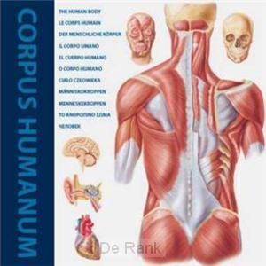 Corpus humanum